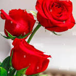 Picture of Nina Bridal Bouquet (Garden-cut)