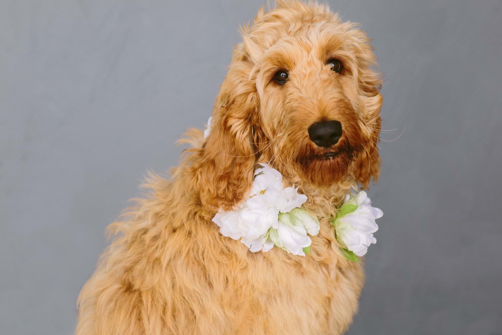 Picture of Audrey Dog Collar