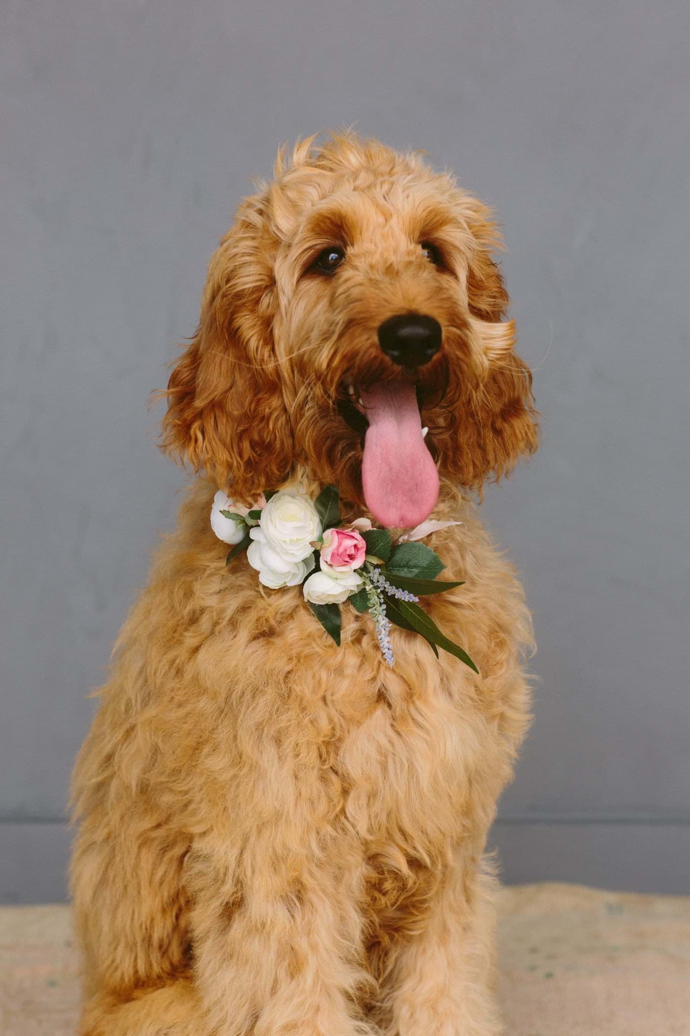 Picture of Charlotte Dog Collar