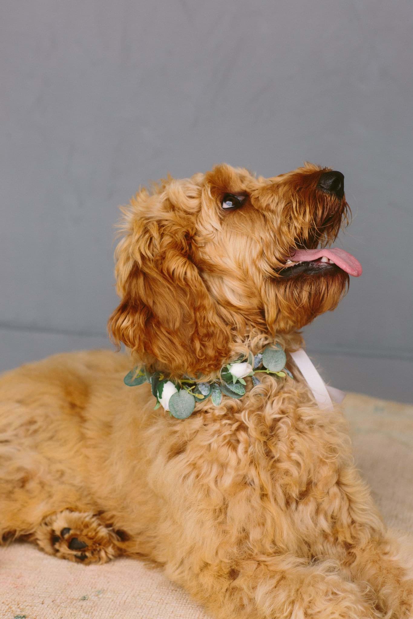 Picture of Jane Dog Collar