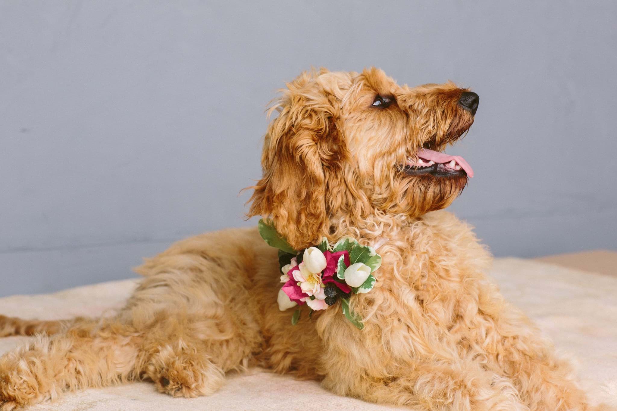 Picture of Gemma Dog Collar