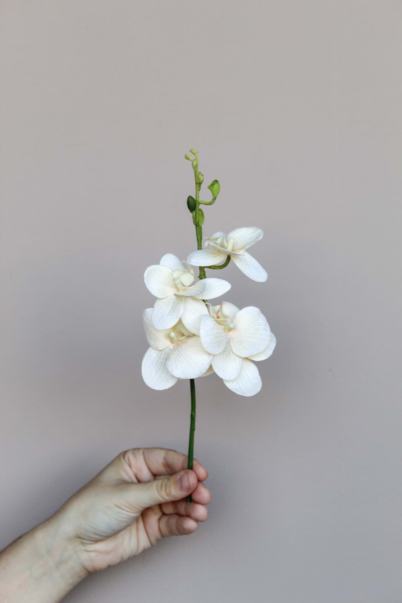 Picture of Wren Cake Cluster
