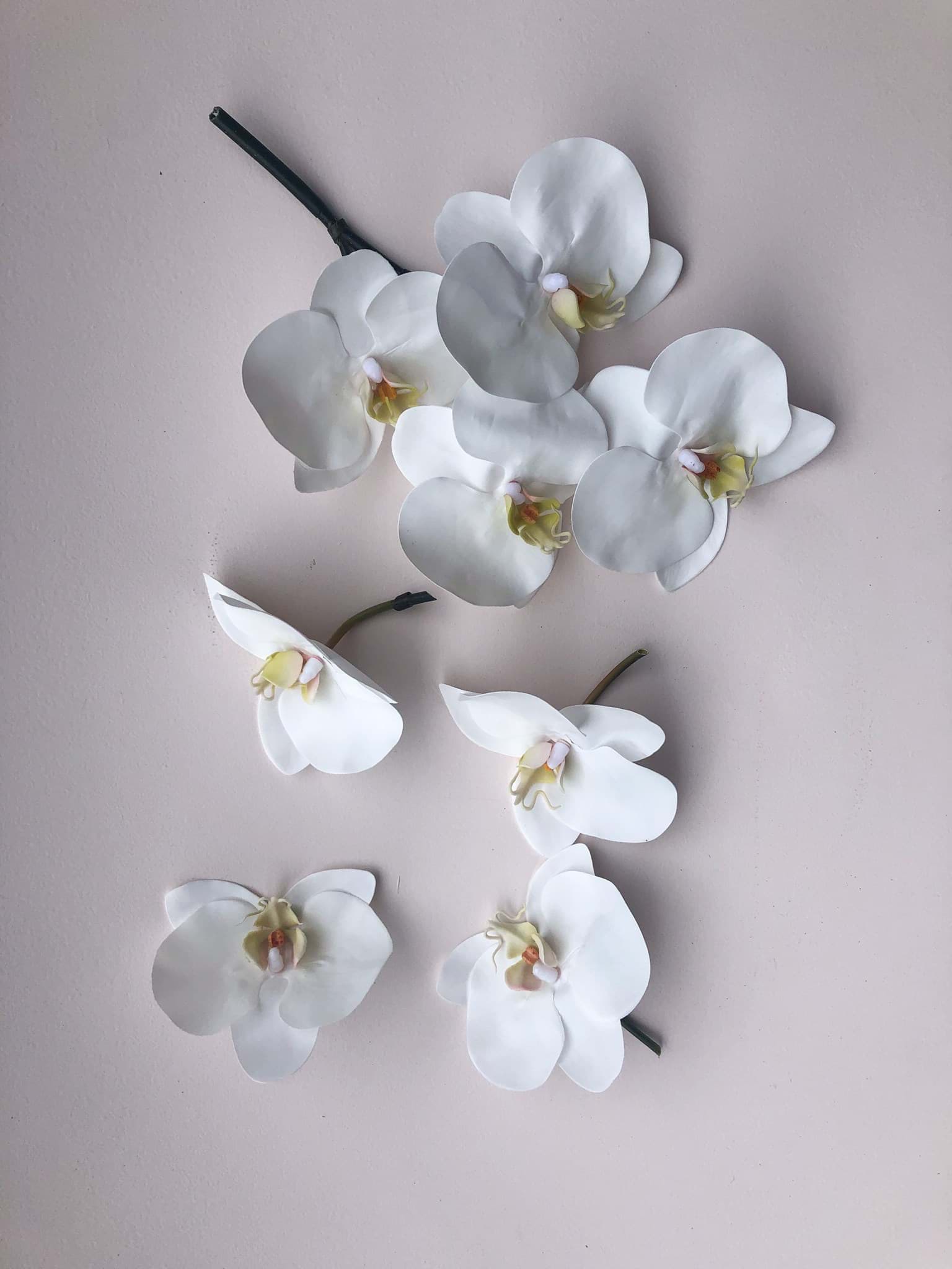 Picture of Wren Cake Cluster