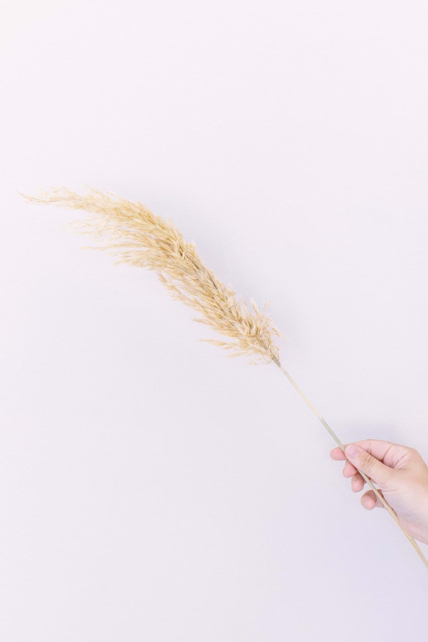 Picture of Dried Tan Pampas Grass (Pack of 6)