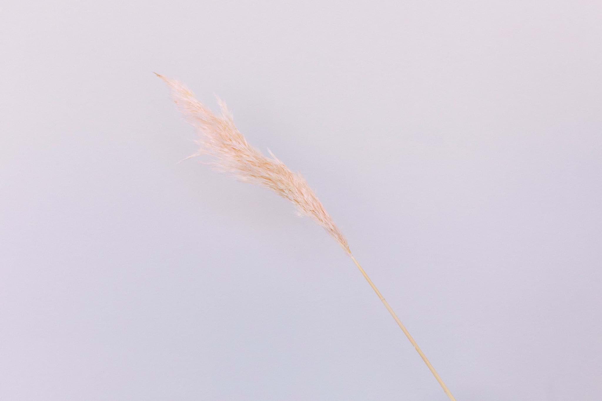 Picture of Dried PInk Pampas Grass (Pack of 6)