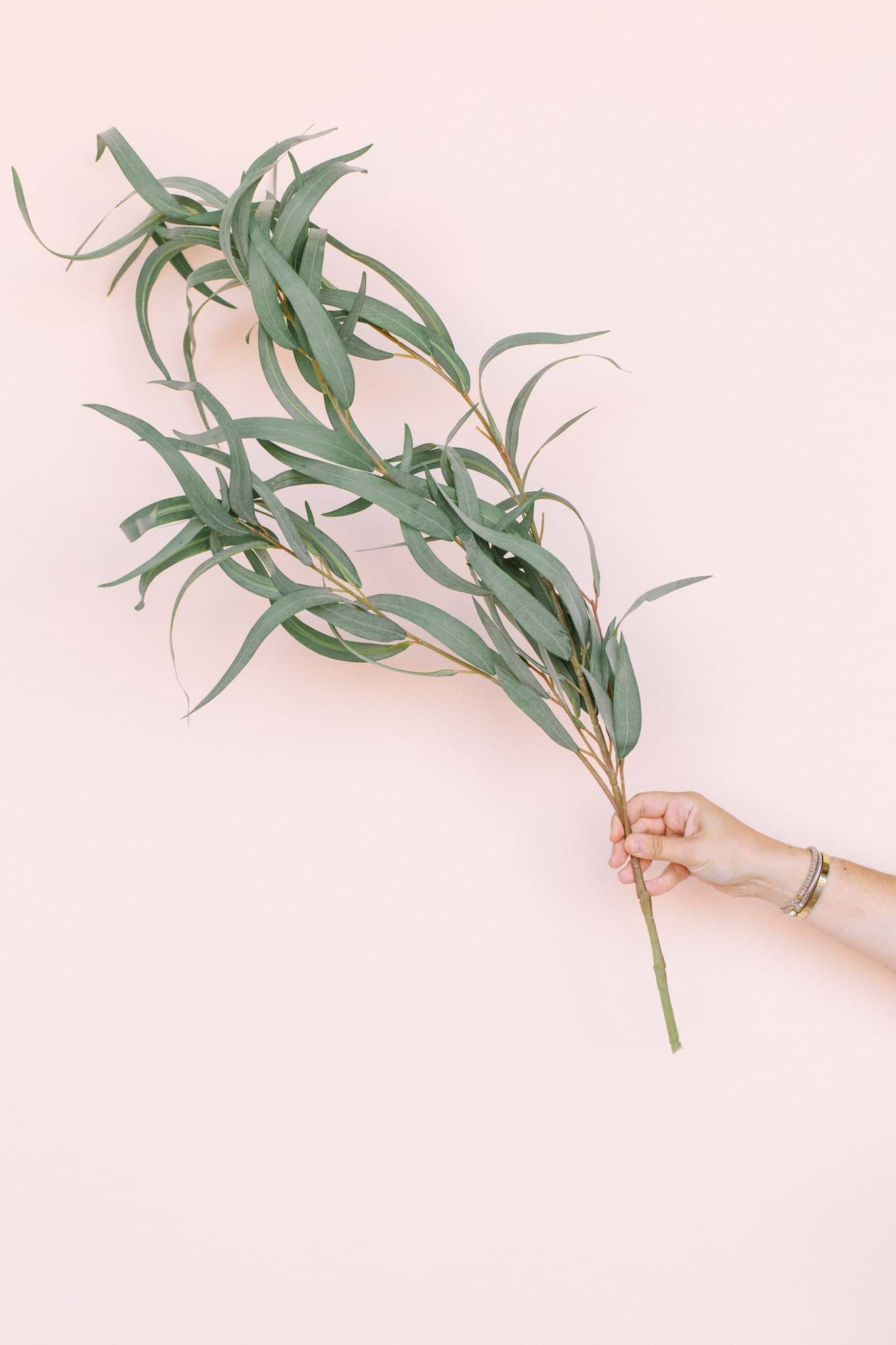 Picture of Needle Nose Eucalyptus Spray