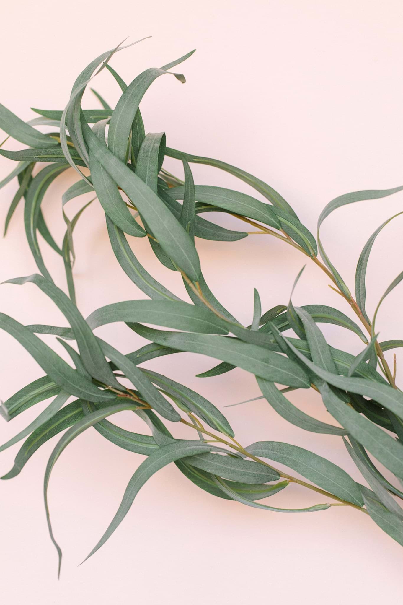 Picture of Needle Nose Eucalyptus Spray